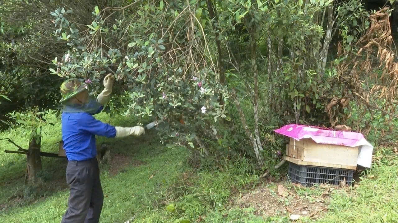 Mô hình nuôi ong lấy mật trên địa bàn xã Thiện Thuật đã tạo sinh kế và mang lại thu nhập ổn định cho người dân