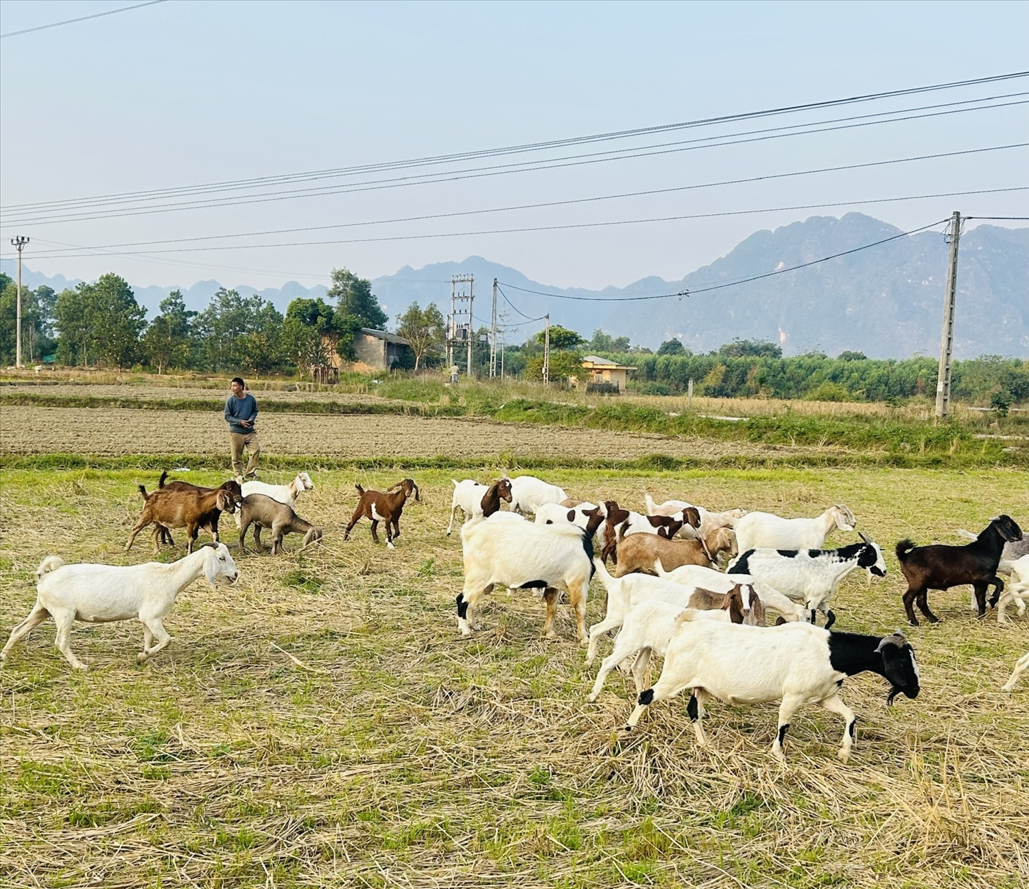 Nhờ được tiếp cận đầy đủ thông tin, người dân đã áp dụng vào phát triển sản xuất, chăn nuôi mang lại hiệu quả kinh tế cao