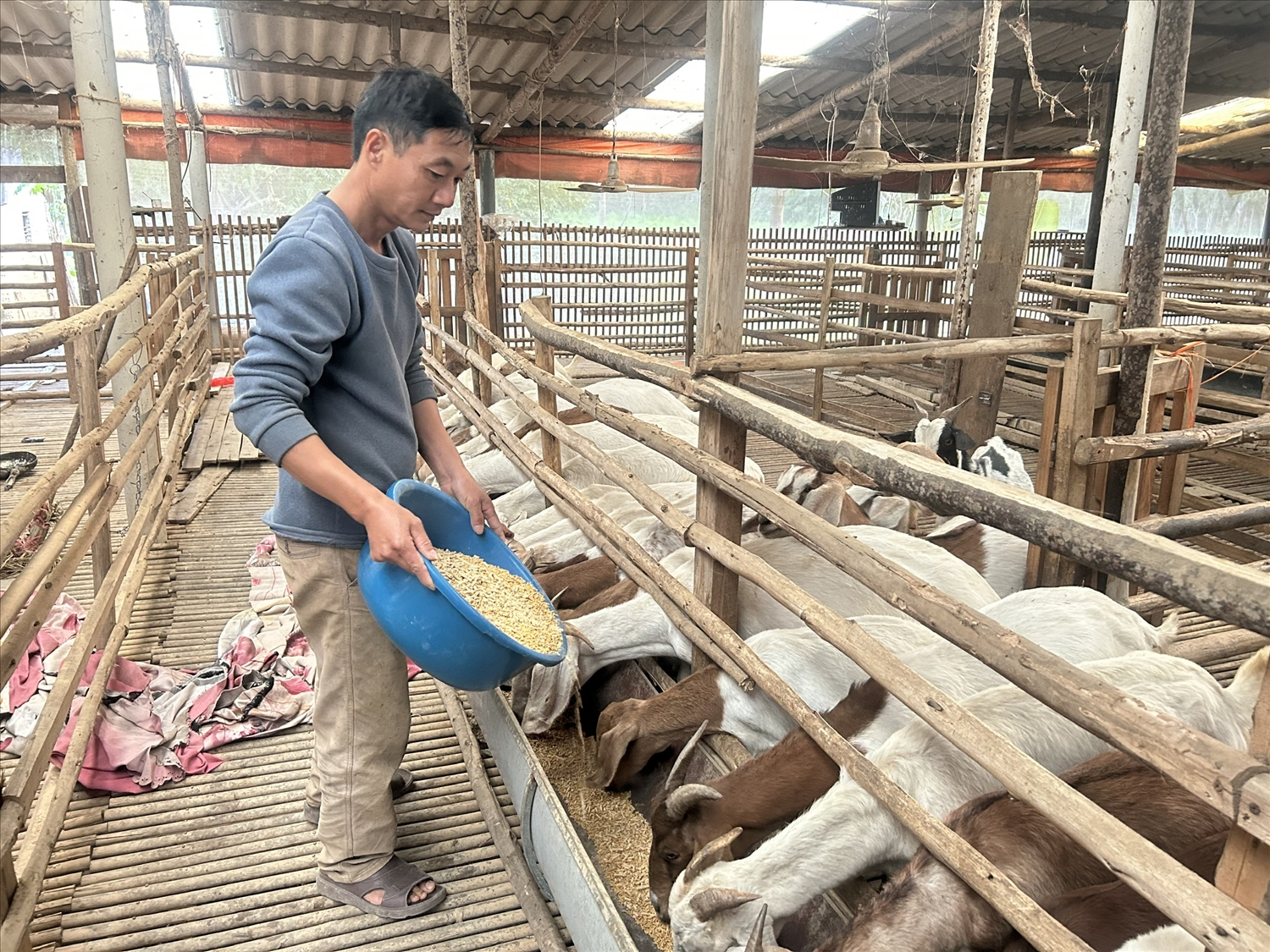 Trên địa bàn xã Yên Bình đã có nhiều mô hình chăn nuôi mang lại hiệu quả kinh tế cao