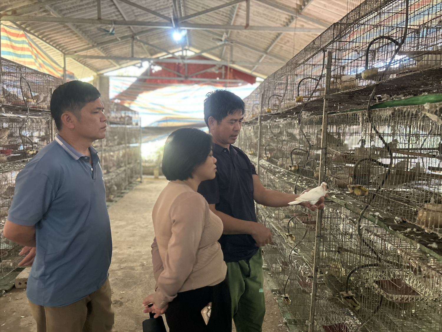 Mô hình nuôi chim cu gáy của gia đình ông Ngô Văn Tiện thôn Làng Lỷ, xã Yên Bình mang lại giá trị kinh tế cao