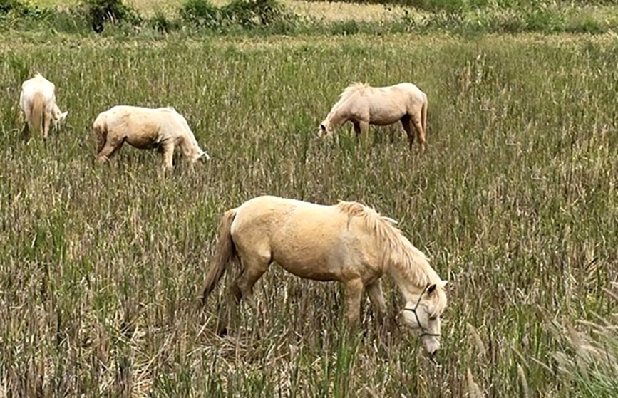 Hỗ trợ bò, ngựa giống đã phát huy hiệu quả, giúp nhiều hộ thoát nghèo 