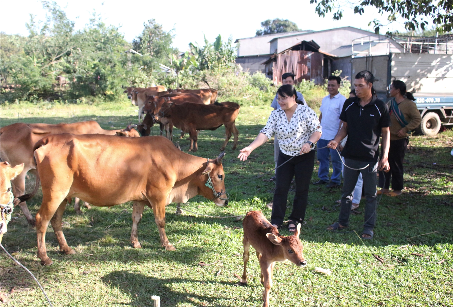 Việc tổ chức cho người dân trực tiếp đi chọn bò giống sinh sản theo ý muốn sẽ tránh được tình trạng cấp bò người dân không hài lòng. (Ảnh: Ngọc Chí)