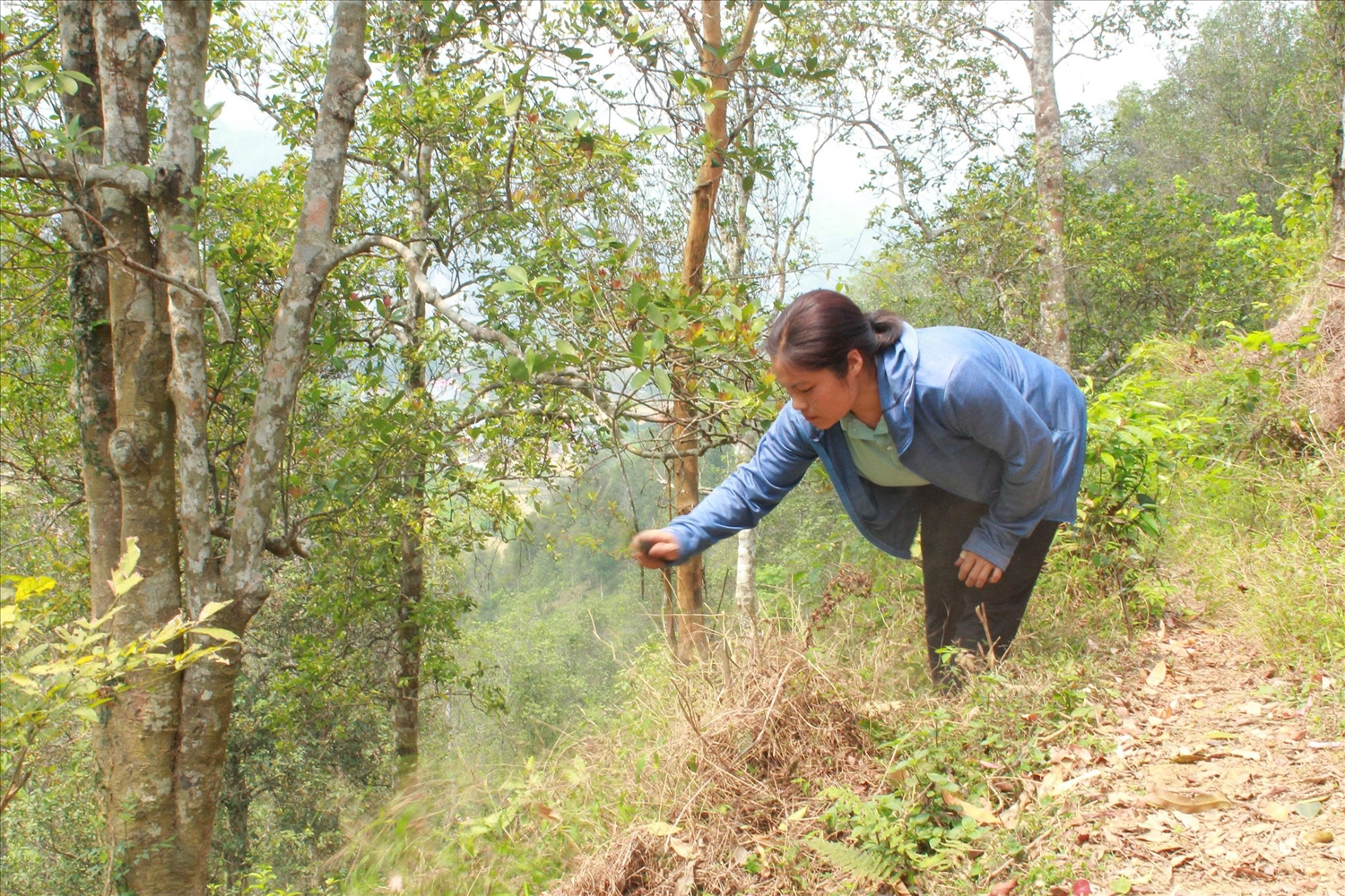 Người dân xã Khánh Khê, tỉnh Lạng Sơn chăm sóc rừng hồi