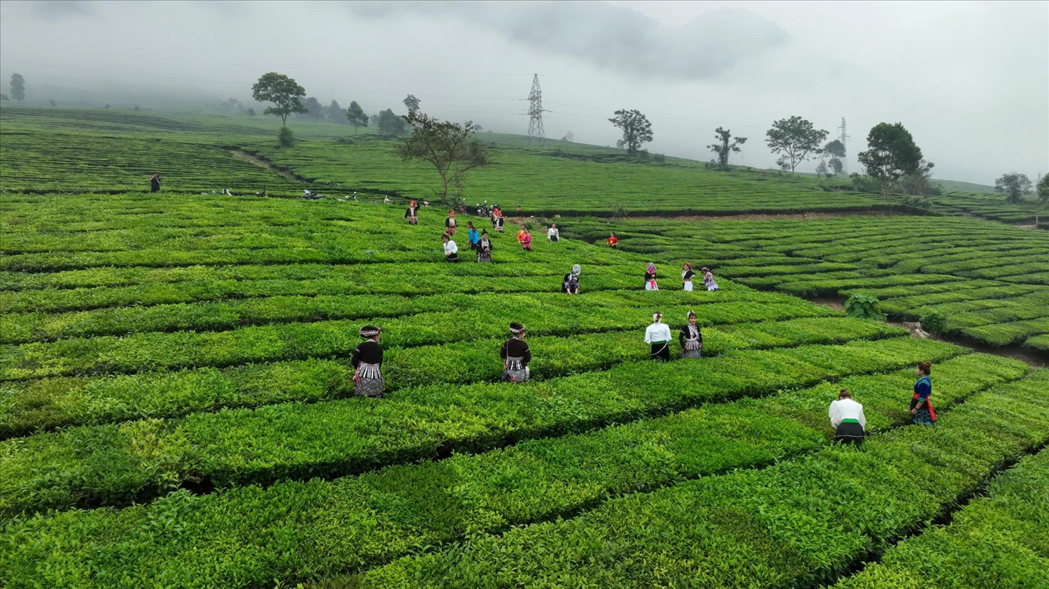 Vùng nguyên liệu chè thuộc xã Tân Uyên, tỉnh Lai Châu.
