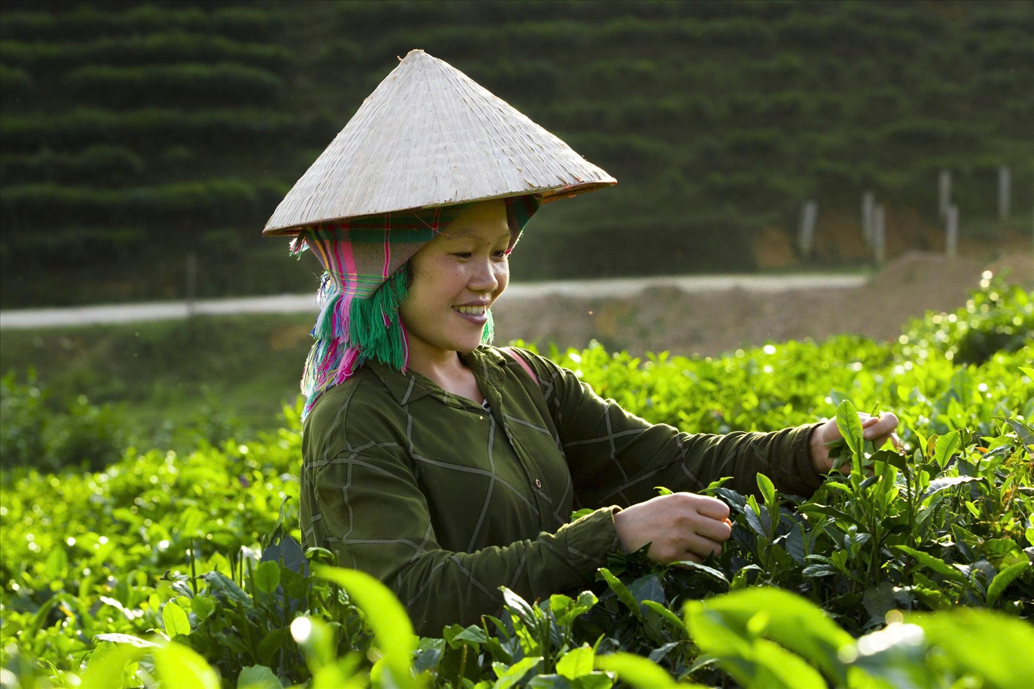 Phát triển cây chè tạo sinh kế ổn định cho người nông dân. 