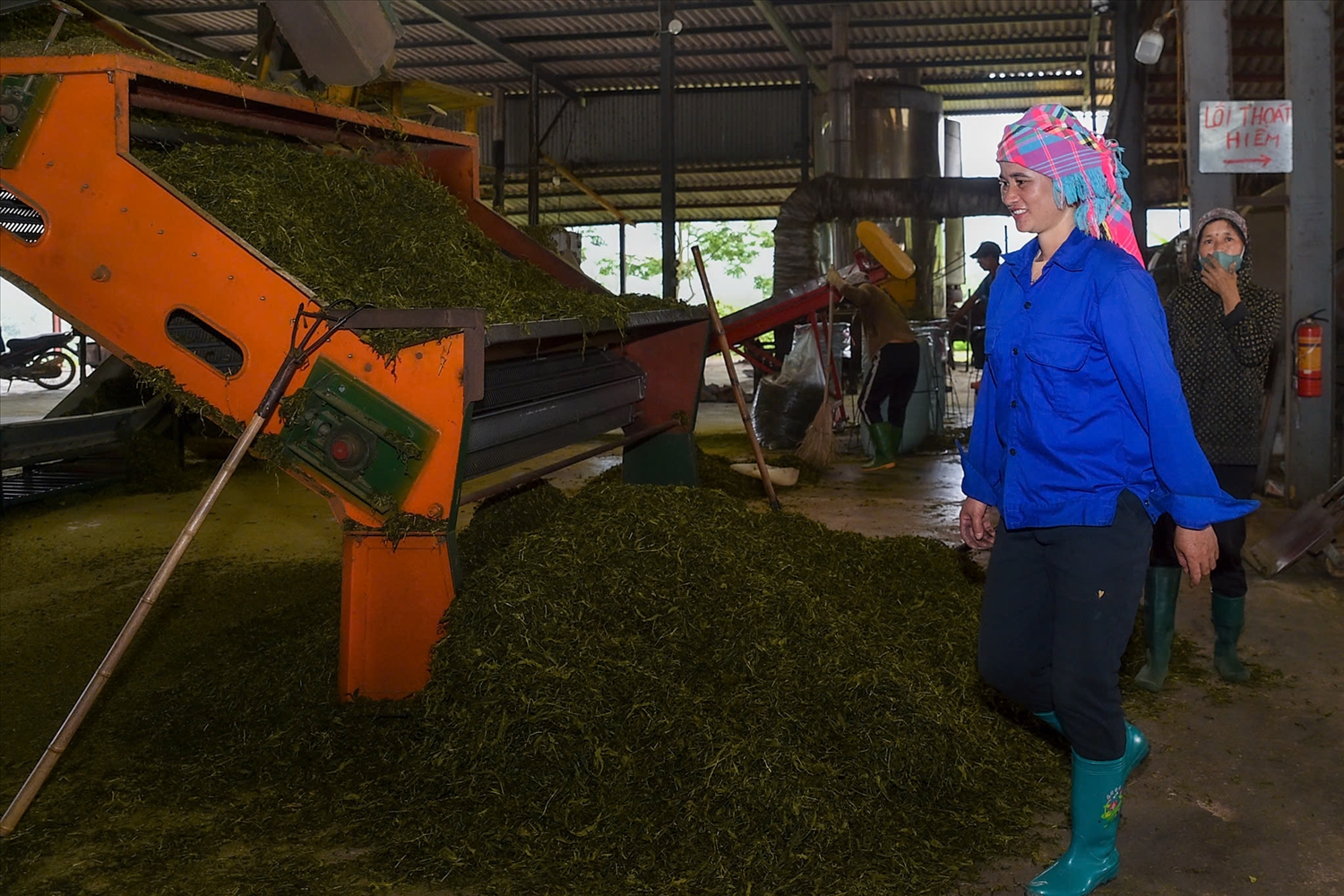 Công nhân phân loại và xử lý nguyên liệu chè tươi trên dây chuyền chế biến tại nhà máy.