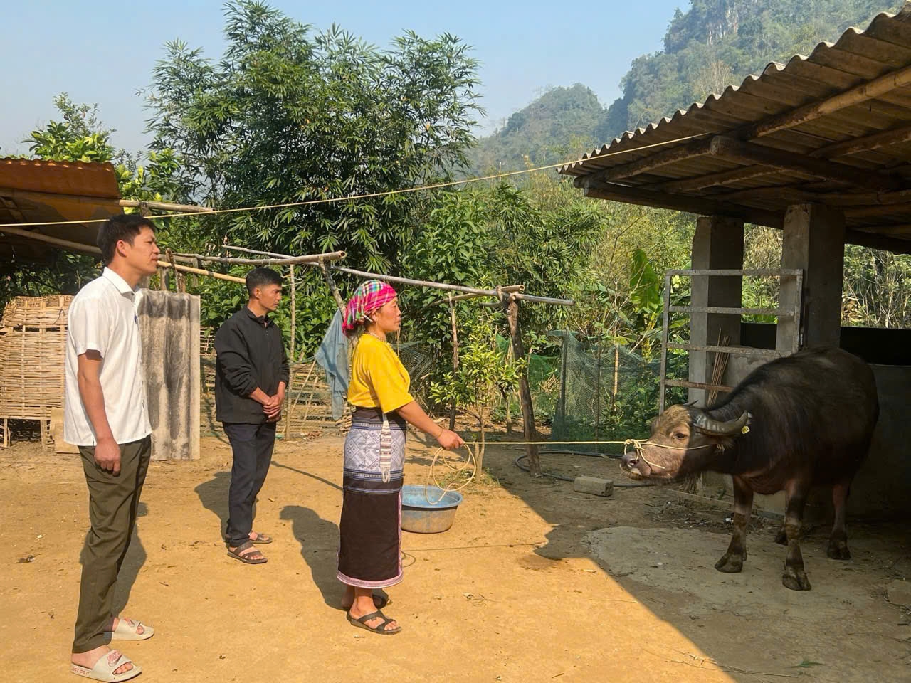 Người dân bản Bãi Trâu, xã Khun Há được hỗ trợ vốn mua trâu sinh sản để chăn nuôi.