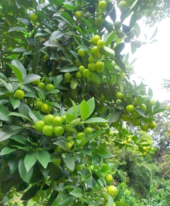 Cây chanh rừng ở vùng núi Mẫu Sơn quả sai thành từng chùm, cho sản lượng hằng năm trên 20 tấn