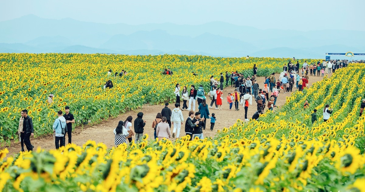 Mê mẩn cánh đồng hoa hướng dương tại Tập đoàn TH