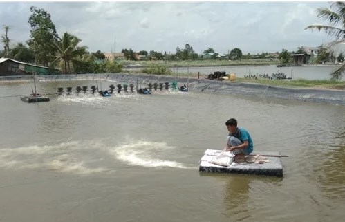 Sử dụng vôi xử lý nước ao nhiễm phèn