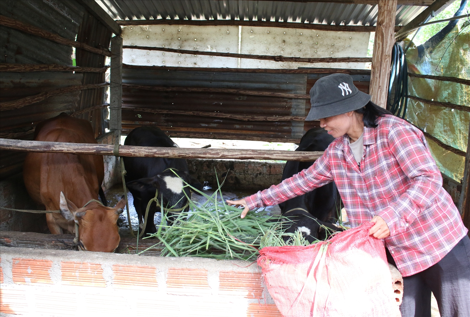Người dân thôn Đăk Krăk, xã Đăk Rơ Wa đã mạnh dạn vay vốn đầu tư phát triển chăn nuôi để tăng thu nhập. (Ảnh: Ngọc Chí)
