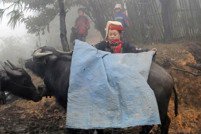 Chăm sóc và bảo vệ đàn trâu trong những ngày giá rét ở các tỉnh miền núi phía Bắc. Ảnh: TL