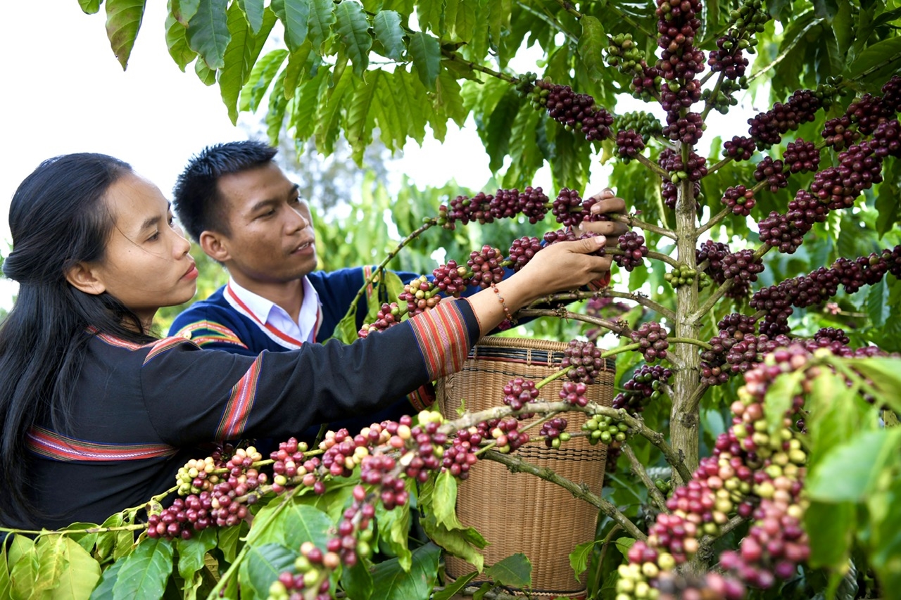 Vợ chồng anh Siu Sắt cùng tham gia thu hoạch những quả cà phê chín