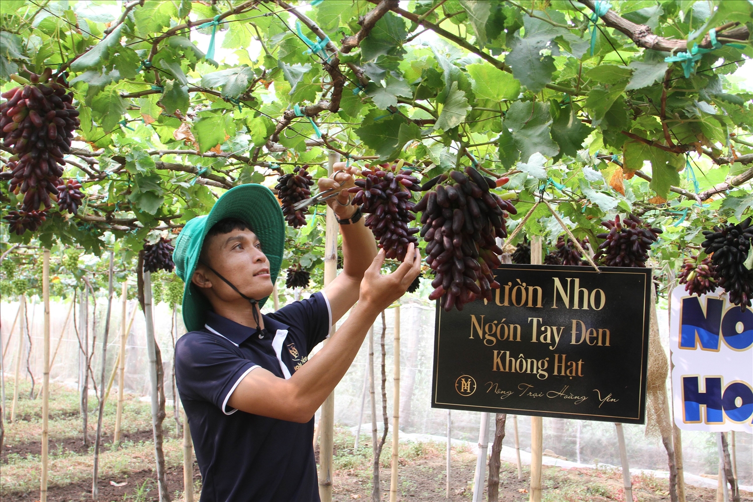 Anh Tống Minh Hoàng, chủ trang trại Hoàng Yến (xã Phước Thuận, huyện Ninh Phước) chăm sóc nho giống mới NH 01-102 cho năng suất, thu nhập cao. 