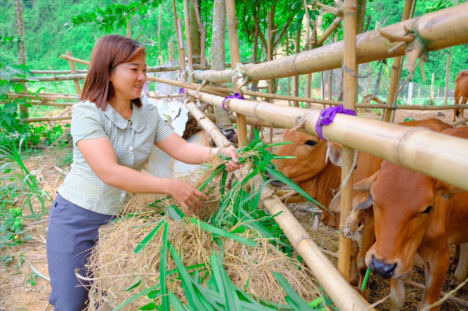 “Bông Sen Hồng” bên dòng Bến Hải 1