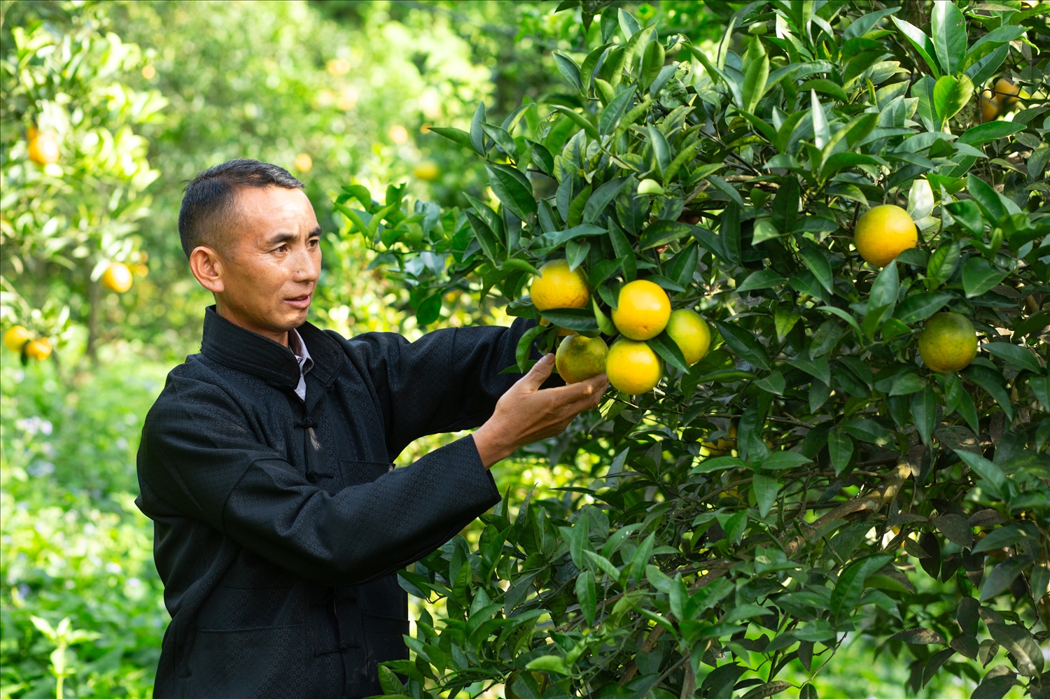 Ông Sùng Văn Sinh, Trưởng thôn, Người có uy tín thôn Suối Thầu, thị trấn Cốc Pài, huyện Xín Mần