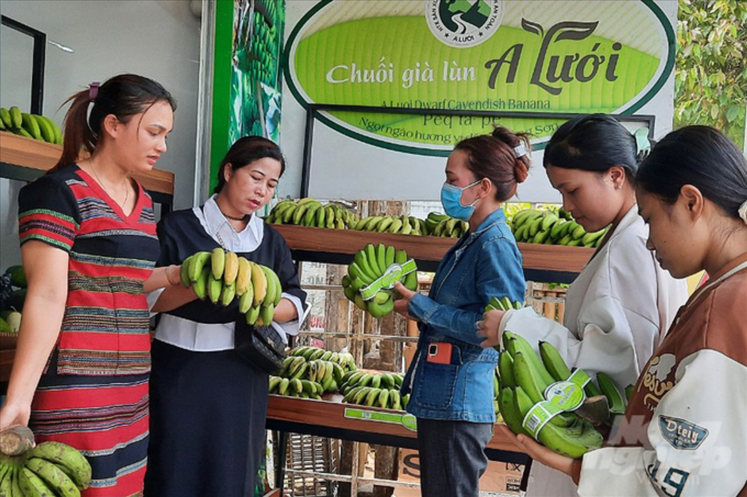 Chuối già lùn là sản phẩm OCOP của A Lưới mang lại hiệu quả kinh tế cho bà con đồng bào.