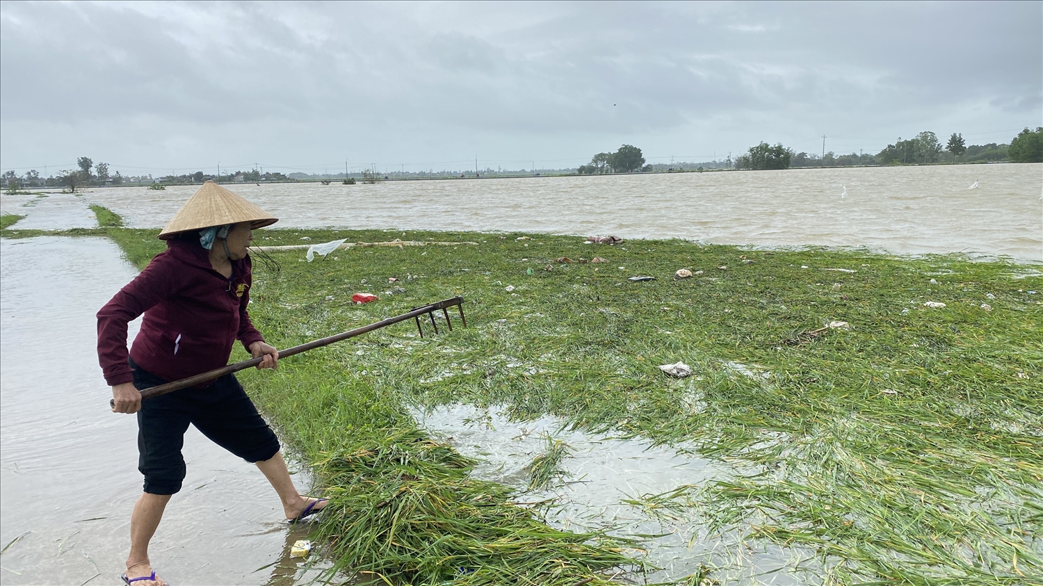 Mưa lớn làm hơn 3.000ha lúa của người dân bị ngập.