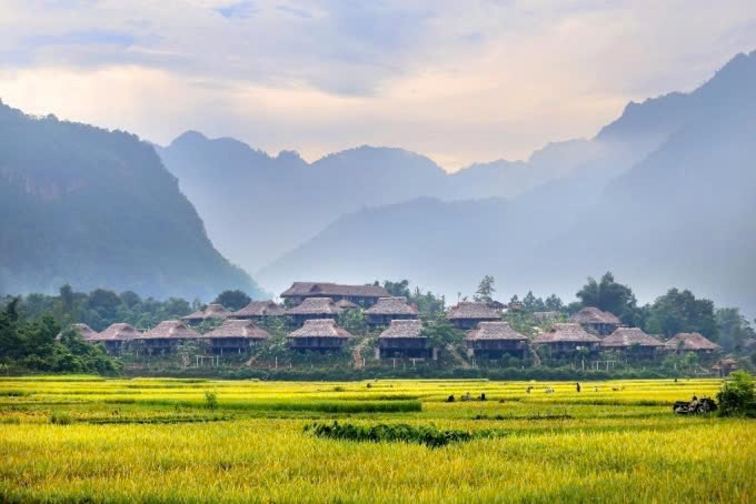 Cánh đồng lúa chín vàng ở huyện Mai Châu, Hòa Bình. Ảnh: Mai Châu Ecolodge 