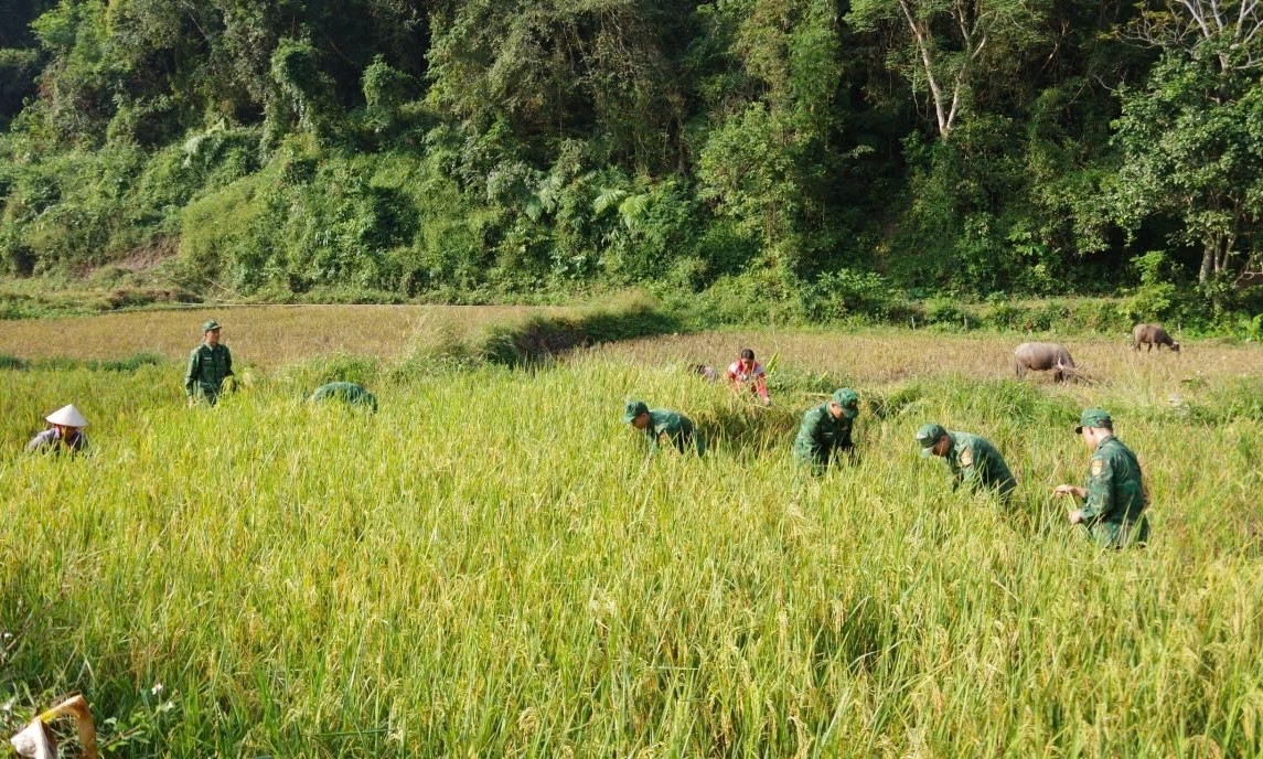 Cán bộ chiến sỹ đồn Biên phòng Thị Hoa (Cao Bằng) giúp người dân thu hoạch lúa