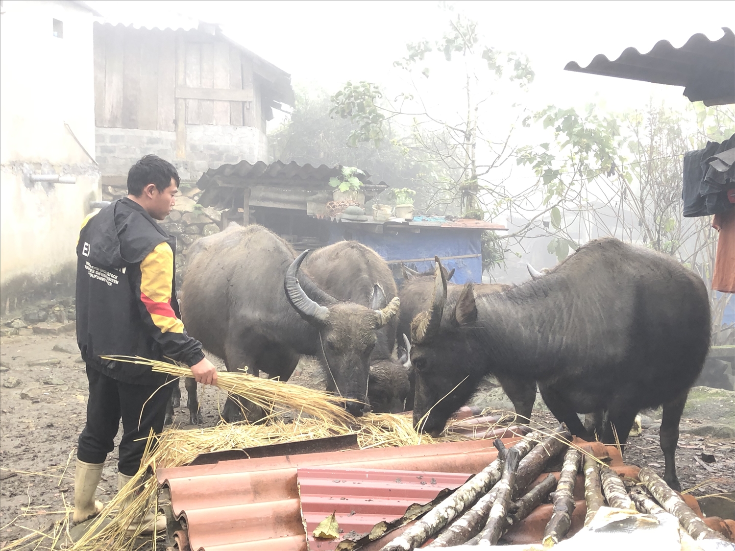 Bà con nông dân tận dụng rơm rạ dự trữ để cho gia súc ăn trong những ngày giá rét không chăn thả được