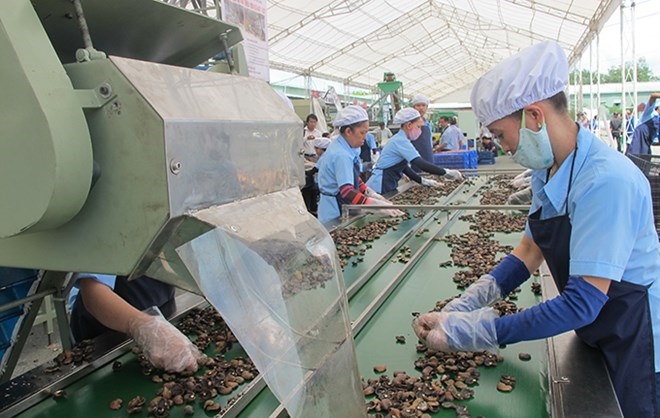 Quy trình chế biến hạt điều tại một doanh nghiệp hội viên Hội Điều tỉnh Bình Phước