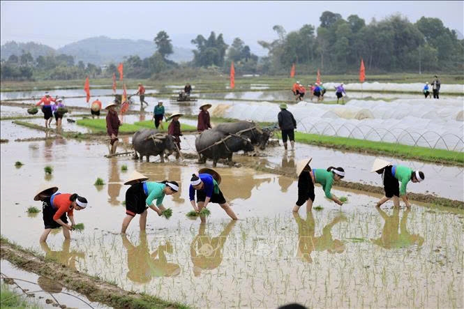 Người dân xã Phong Phú, huyện Tân Lạc nô nức xuống đồng cày cấy tại Lễ hội Khai hạ. Ảnh: Ảnh: Trọng Đạt/TTXVN