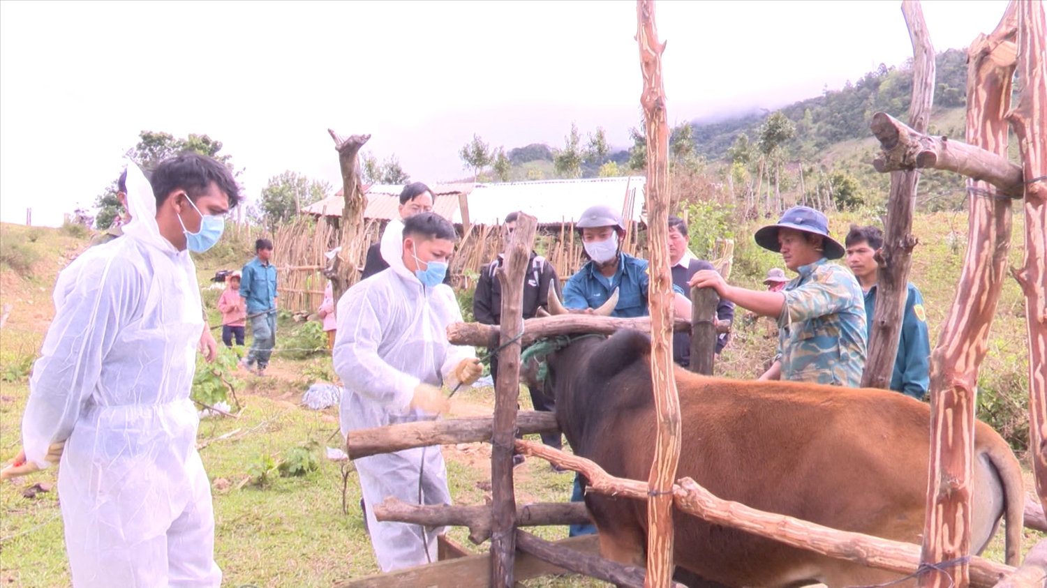 Cán bộ Thú y và người dân phối hợp điều trị bệnh lở mồm long móng cho đàn trâu, bò