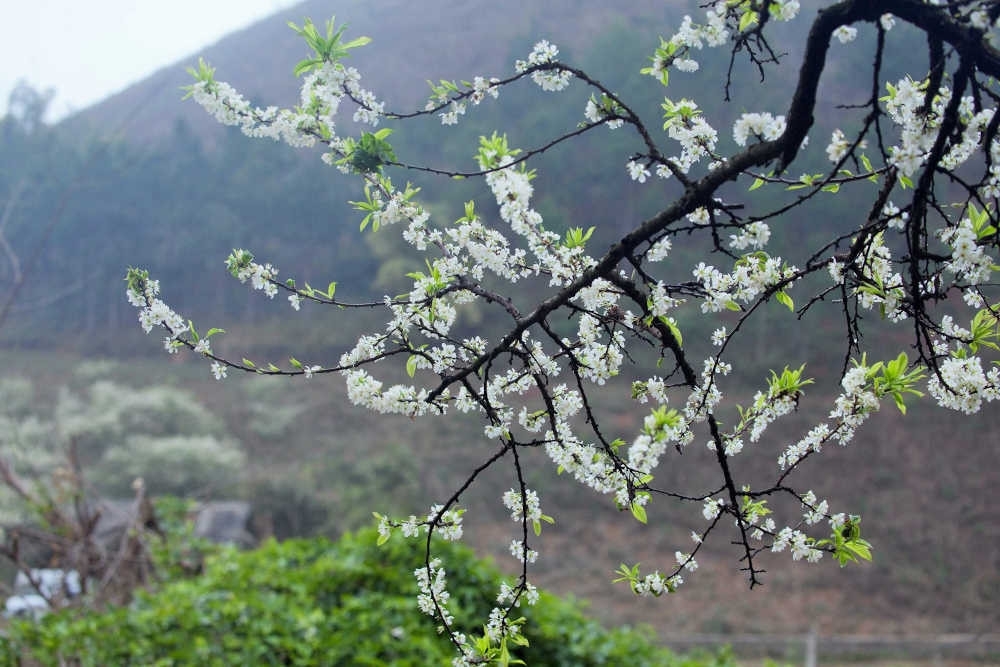 Sắc trăng hoa mận tinh khôi