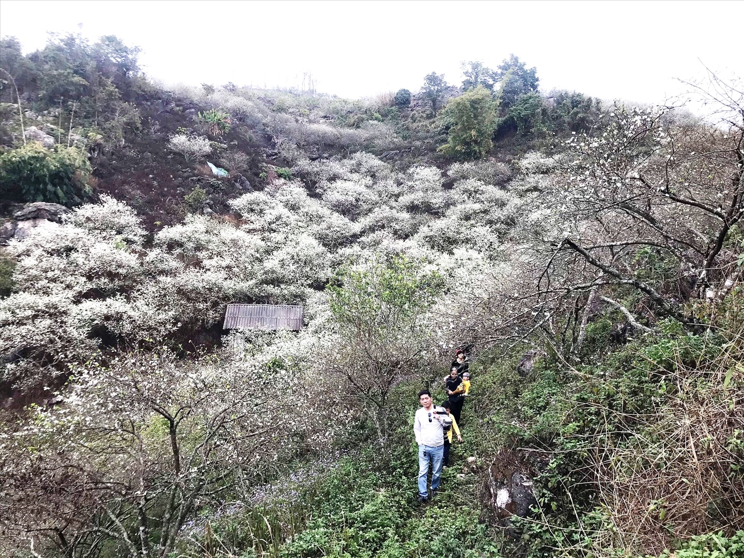 Thung lũng mận bung nở, bừng sáng.