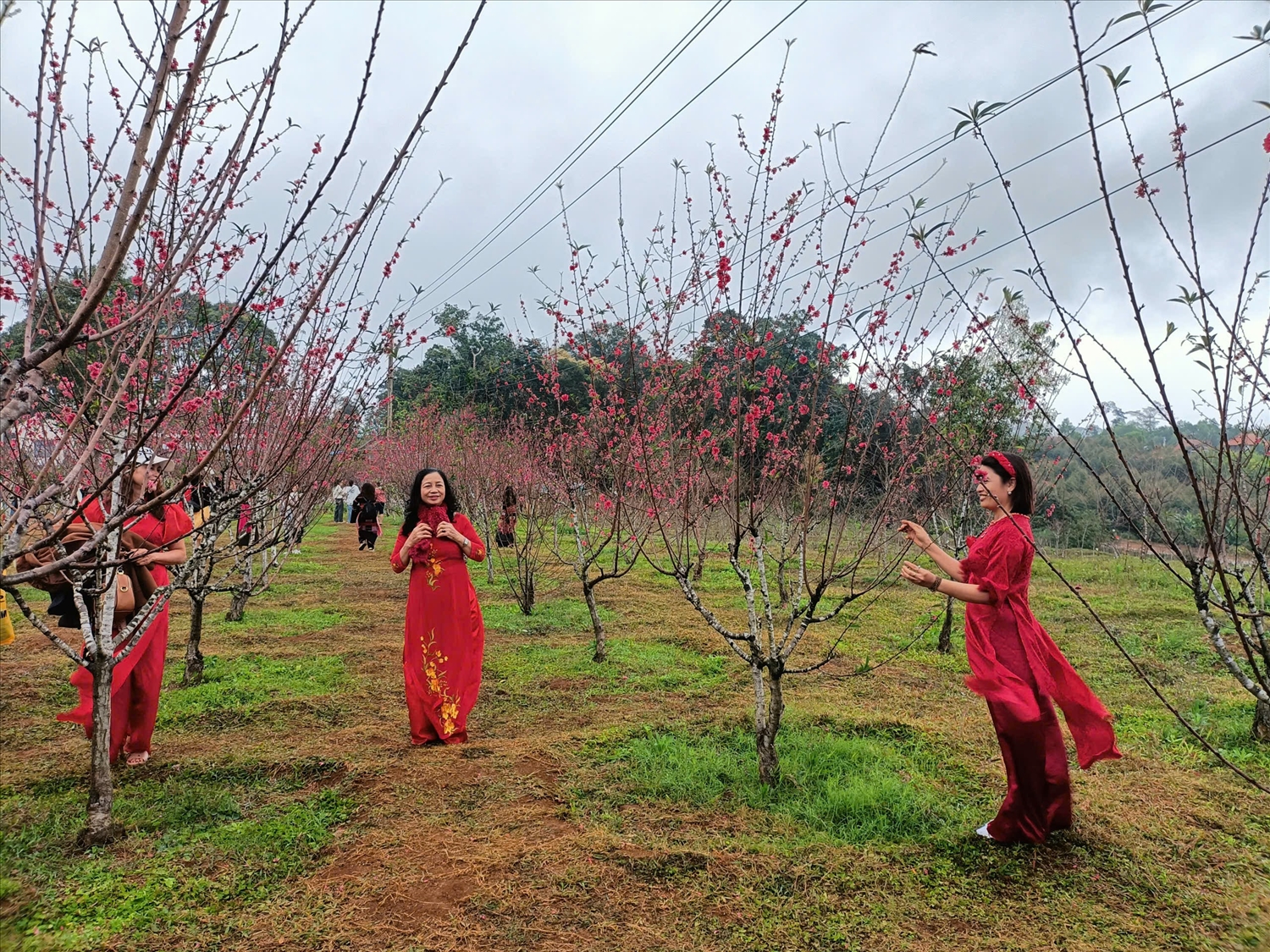 Người dân du xuân chụp ảnh cùng hoa đào ở Vĩnh Thạnh.