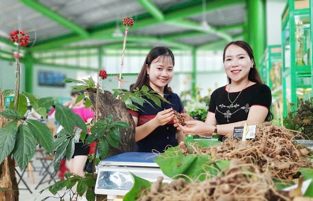 Hình ảnh: Quảng Nam: Hình thành Trung tâm công nghiệp và dược liệu, sâm Ngọc Linh là cây chủ lực số 1