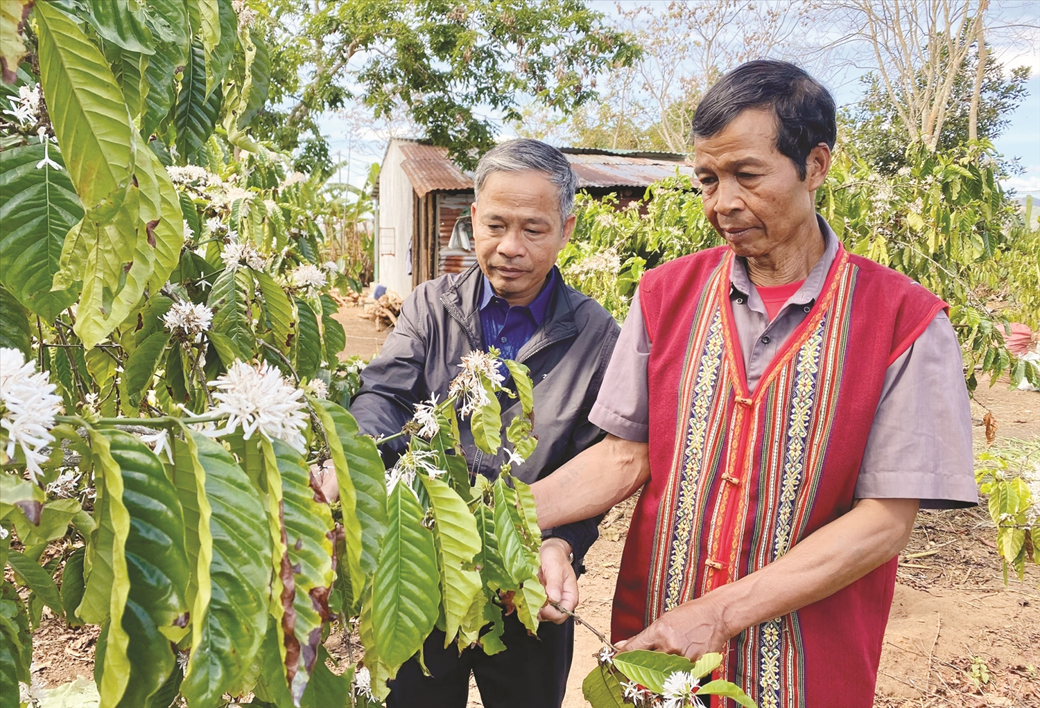 Già làng A Nuih (áo thổ cẩm), làng Đăk Wơk Jốp, xã Hơ Moong, huyện Sa Thầy chia sẻ với bà con về cách chăm sóc cây cà phê