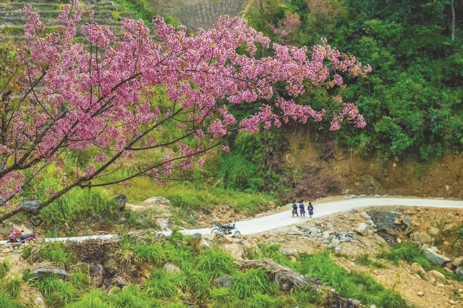 Hoa tớ dày phác họa nên bức tranh tự nhiên đẹp đến nao lòng. 