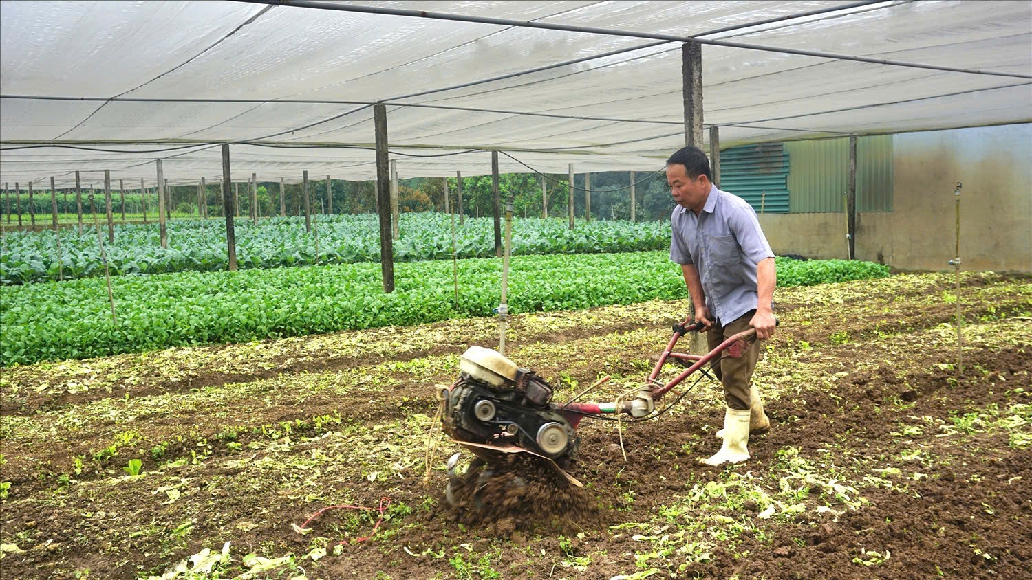 Mỗi năm từ trồng và bán rau giống, anh Việt thu về trên 700 triệu đồng