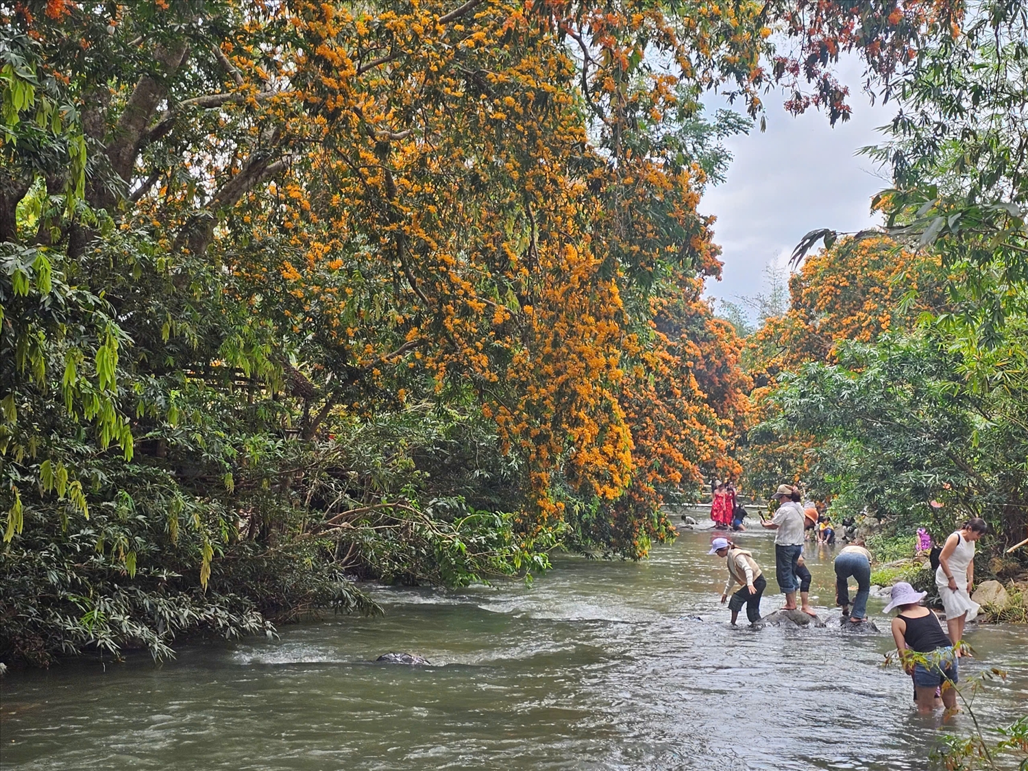 Rất nhiều du khách đến suối Tà Má để thưởng ngoạn hoa trang rừng