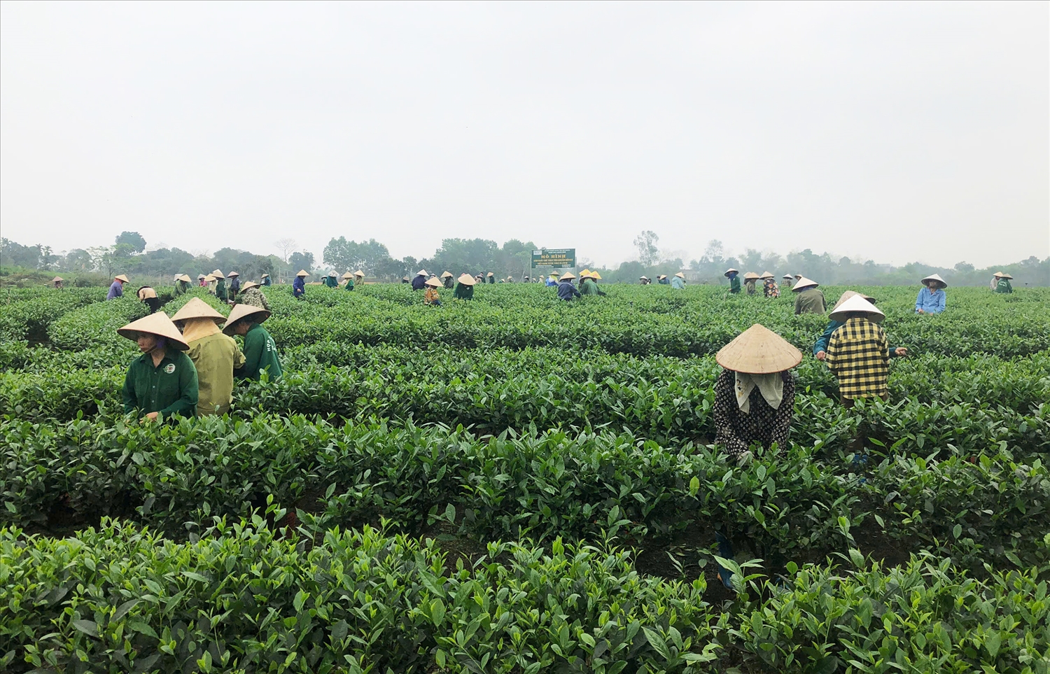 Mô hình sản xuất chè hữu cơ của Hợp tác xã Chè Hảo Đạt 