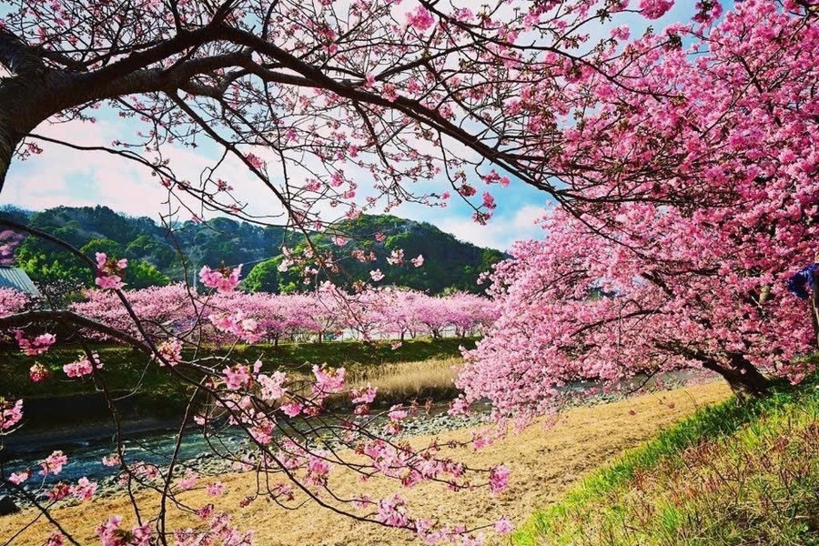 Hoa anh đào ở Shizuoka (Nhật Bản)