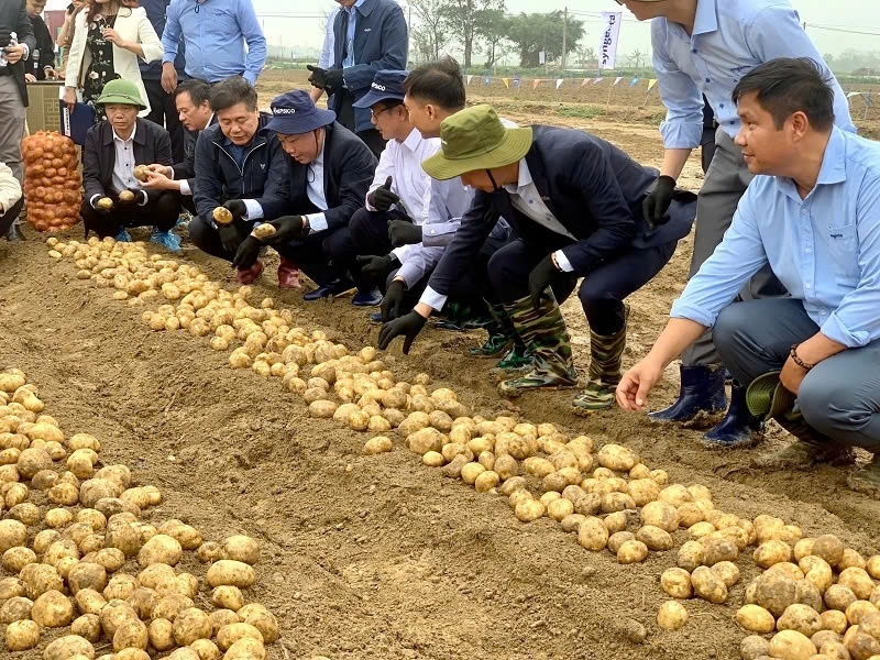 Mô hình trồng khoai tây ""kiểu mẫu" của bà con nông dân tại Bắc Ninh được áp dụng các giải pháp công nghệ cao và canh tác theo hướng giảm phát thải đã mang lại những hiệu quả rõ rệt.