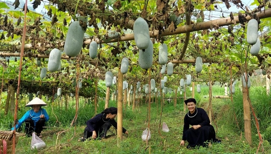 Những sản phẩm nông nghiệp đang là thế mạnh giúp nông dân Bắc Kạn thoát nghèo. Ảnh minh hoạ