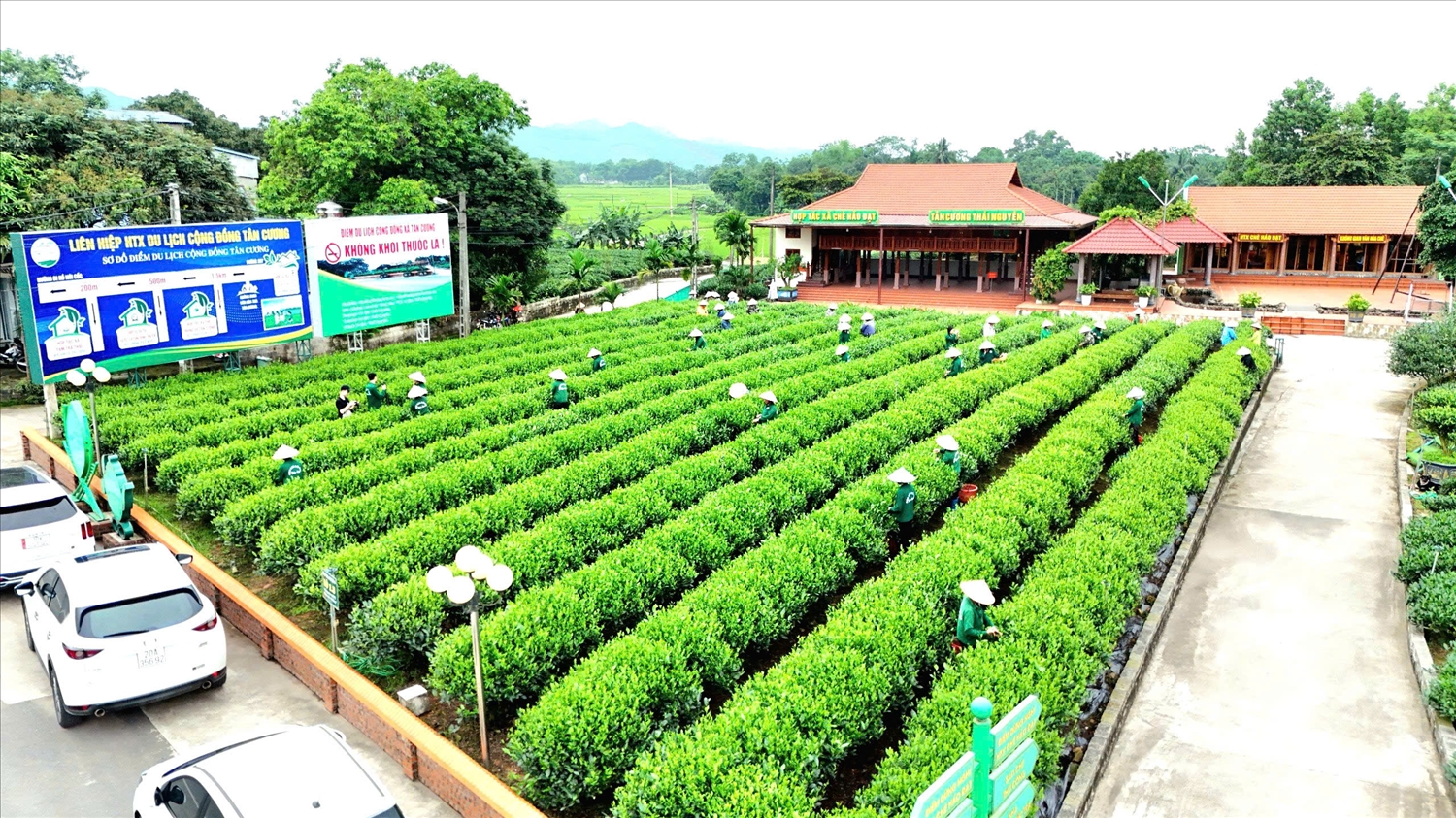 Cây chè trên đất Thái Nguyên đang ngày càng có vị trí chắc chắn bằng thương hiệu “Đệ nhất danh trà”