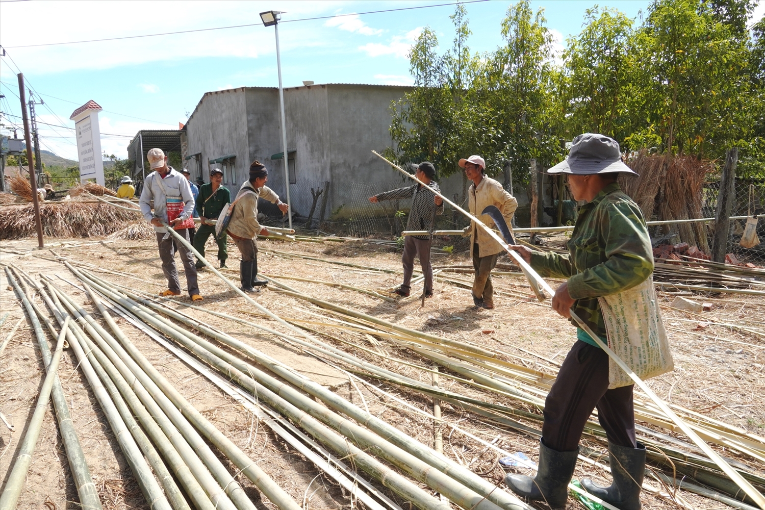 Công việc được già làng phân công cụ thể cho từng tổ, đàn ông thì chặt tre, nứa, lồ ô, dây rừng để thay thế khung mái nhà rông bị hư hỏng