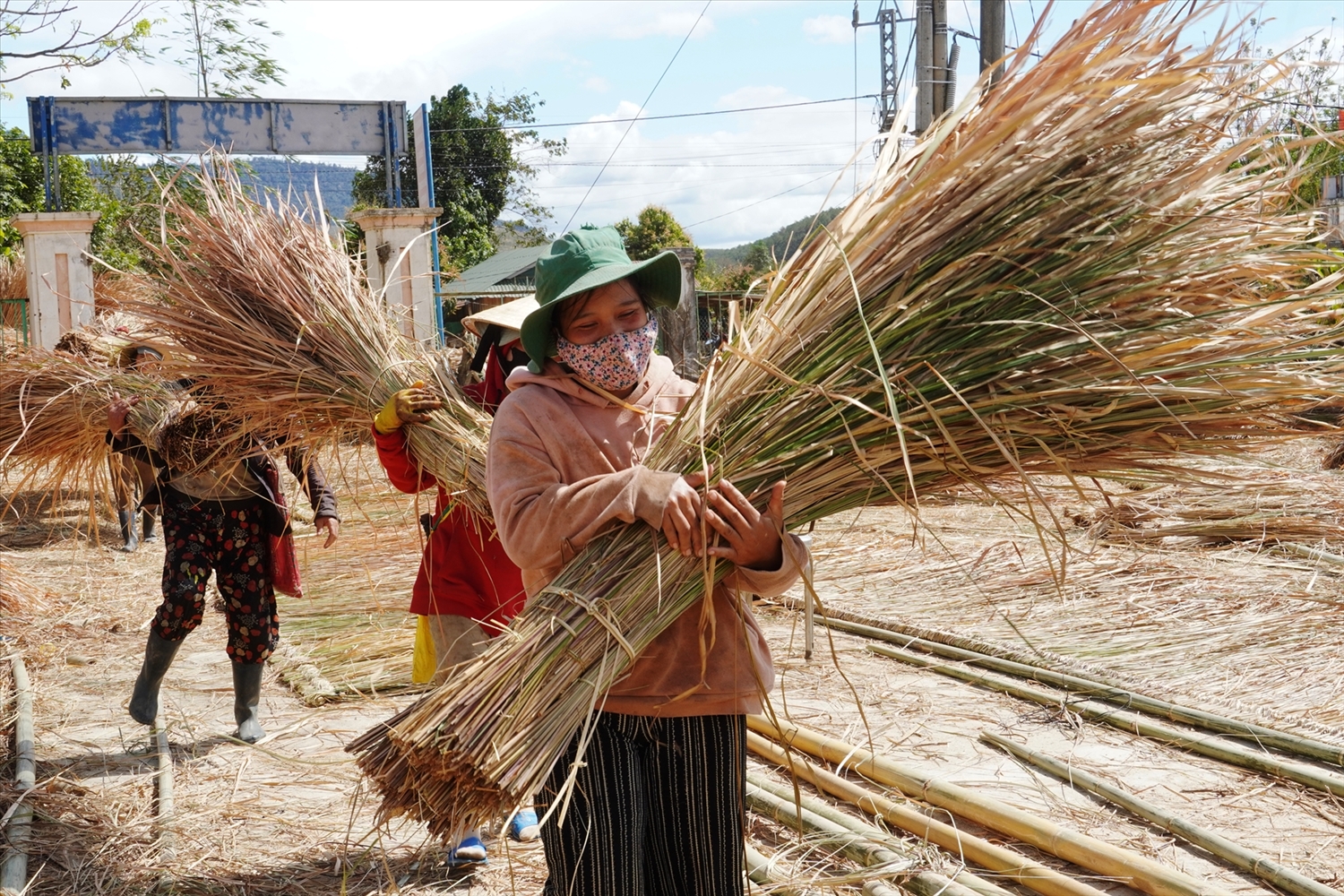 Phụ nữ thì tập trung cắt tranh, xếp thành bó để lợp mái nhà rông