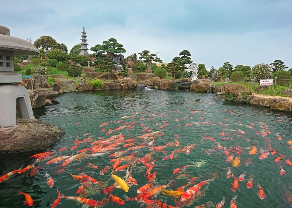 Hồ cá Koi và hòn non bộ mang hơi hướm phong cách Nhật Bản là trung tâm chú ý của Khu du lịch sinh thái Dũng Tân