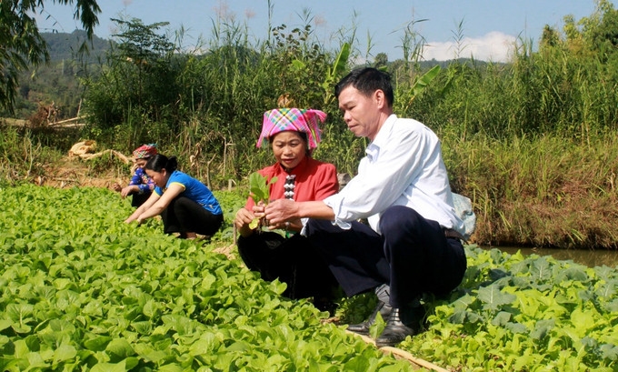 Ông Vàng Văn Suồn hướng dẫn bà con chăm sóc rau vụ đông (Ảnh: Báo Lai Châu).