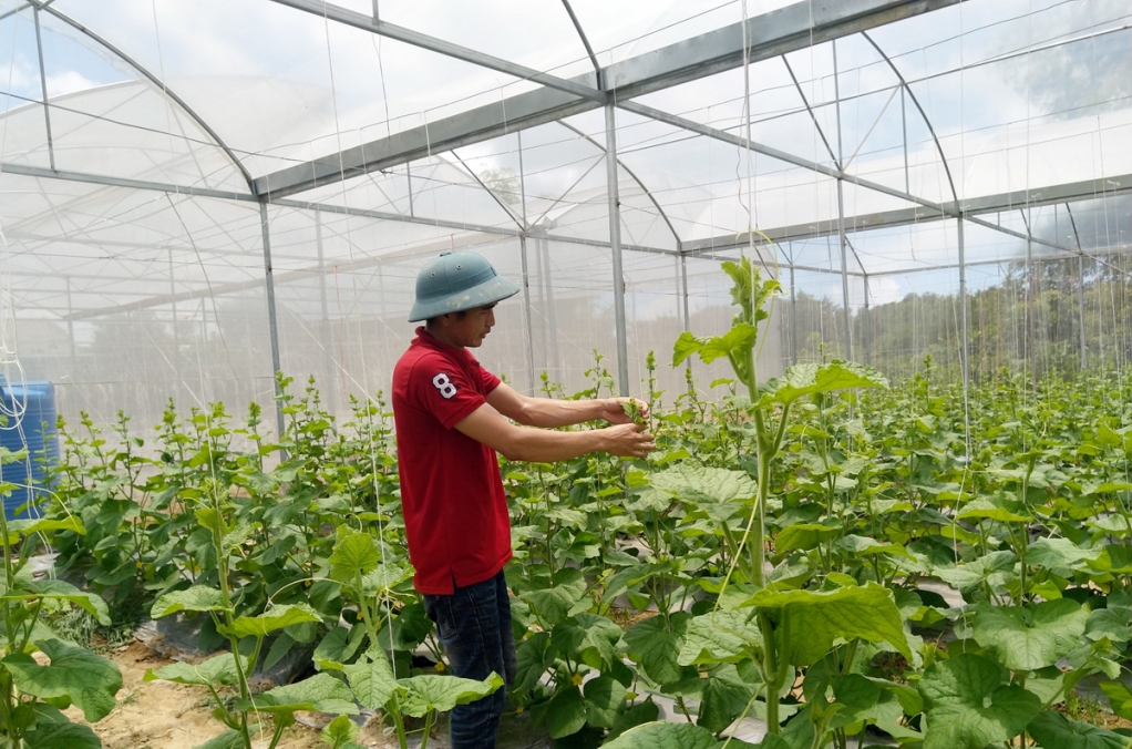 Mô hình trồng dưa lưới áp dụng khoa học kỹ thuật của HTX Nông nghiệp hữu cơ Thành Đạt