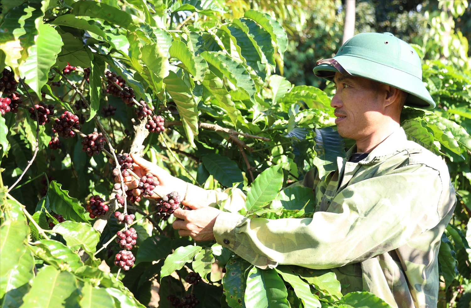 Sản xuất cà phê chất lượng cao, người dân huyện Ea H’leo thu hoạch quả chín đạt hơn 90%