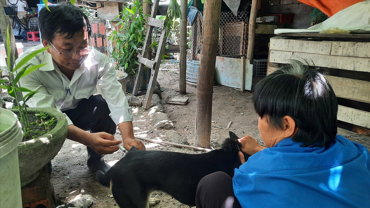 Quảng Ninh tổ chức đợt cao điểm tiêm phòng vắc-xin dại cho đàn chó, mèo 