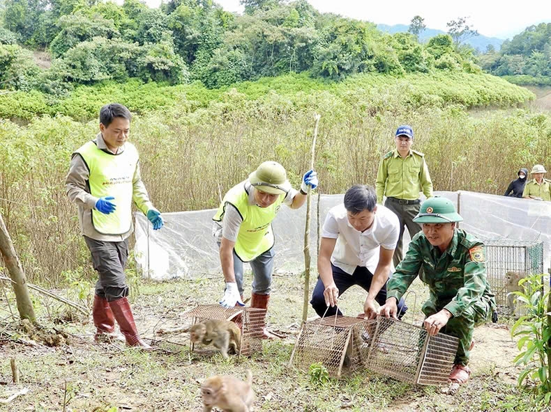 Vườn quốc gia Vũ Quang phối hợp với Chi cục Kiểm lâm Hà Tĩnh tái thả các cá thể động vật hoang dã về môi trường tự nhiên. (Ảnh NGUYỄN SƠN)