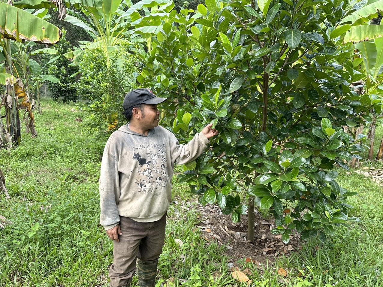 Người dân Nam Giang đẩy mạnh phát triển kinh tế vườn.